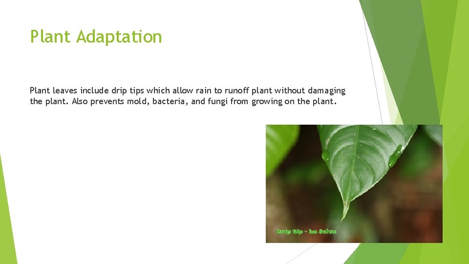 Plant Adaptation Plant leaves include drip tips which allow rain to runoff plant without