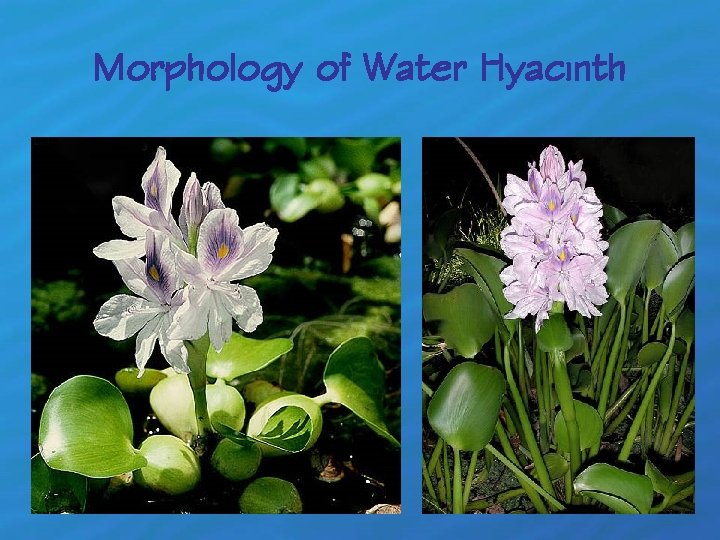 Potential Use of Water Hyacinth Eichhornia crassipes Mart