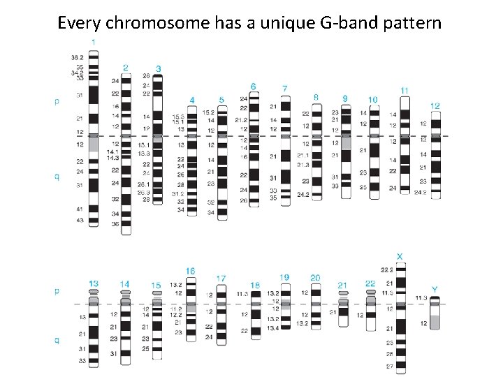 Every chromosome has a unique G-band pattern 