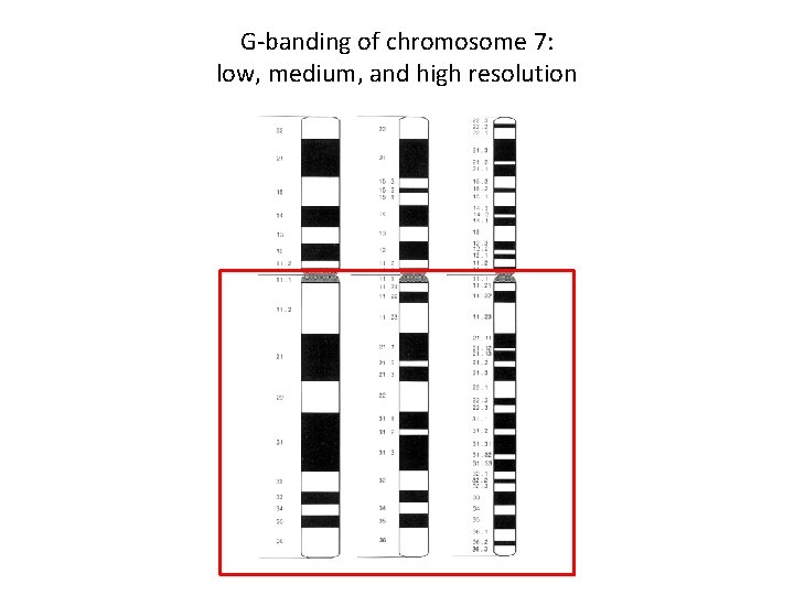 G-banding of chromosome 7: low, medium, and high resolution 