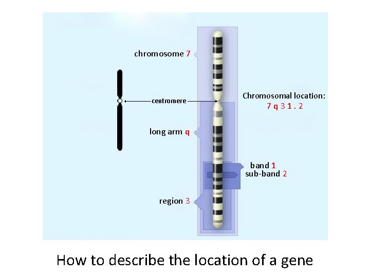 chromosome 7 centromere Chromosomal location: 7 q 31. 2 long arm q band 1