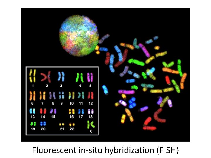 Fluorescent in-situ hybridization (FISH) 