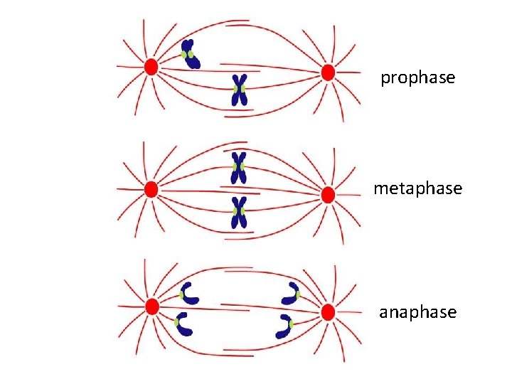 prophase metaphase anaphase 