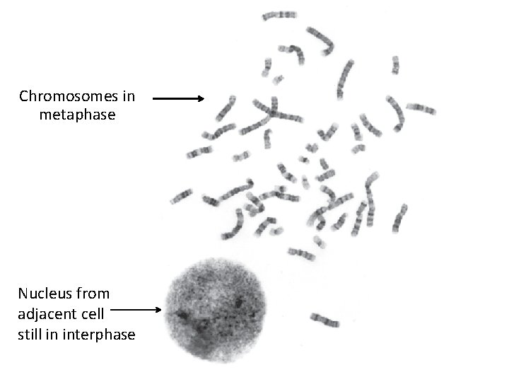 Chromosomes in metaphase Nucleus from adjacent cell still in interphase 