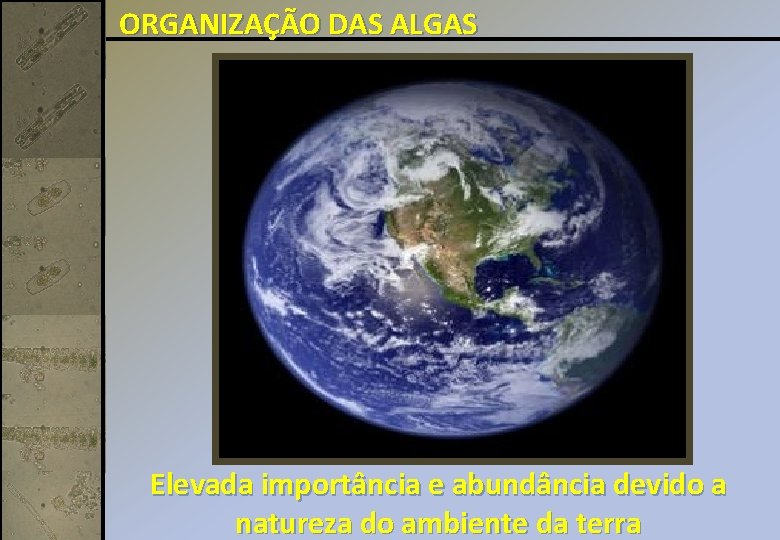 ORGANIZAÇÃO DAS ALGAS Elevada importância e abundância devido a natureza do ambiente da terra