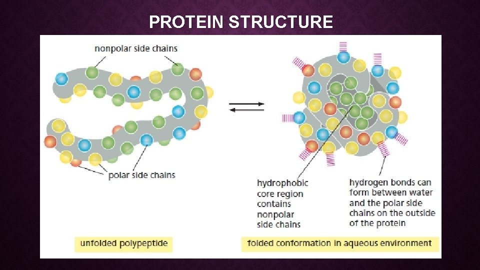 PROTEINS The Building Blocks INTRODUCTION Proteins are the