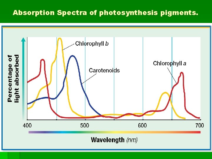 Absorption Spectra of photosynthesis pigments. 