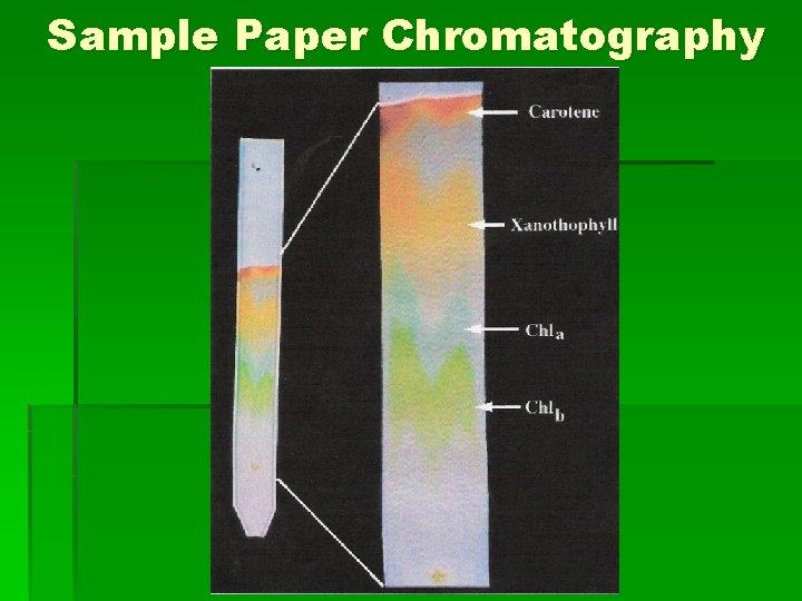 Sample Paper Chromatography 