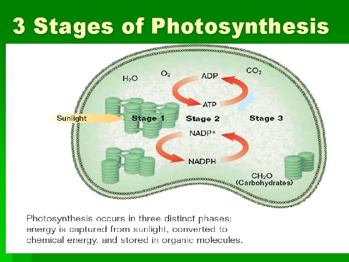 3 Stages of Photosynthesis 