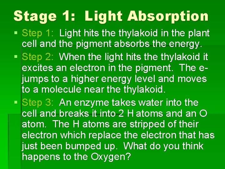 Stage 1: Light Absorption § Step 1: Light hits the thylakoid in the plant