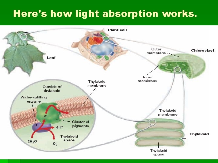 Here’s how light absorption works. 