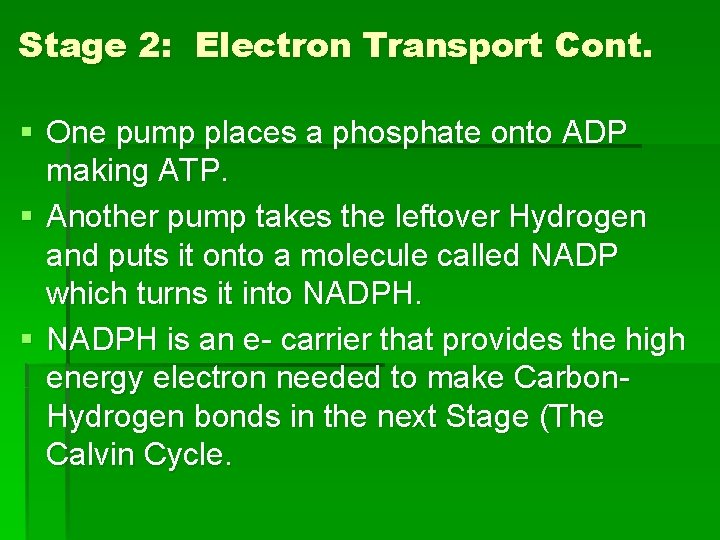 Stage 2: Electron Transport Cont. § One pump places a phosphate onto ADP making