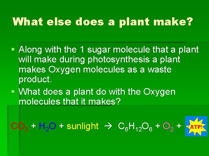 What else does a plant make? § Along with the 1 sugar molecule that