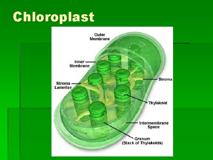 Chloroplast 