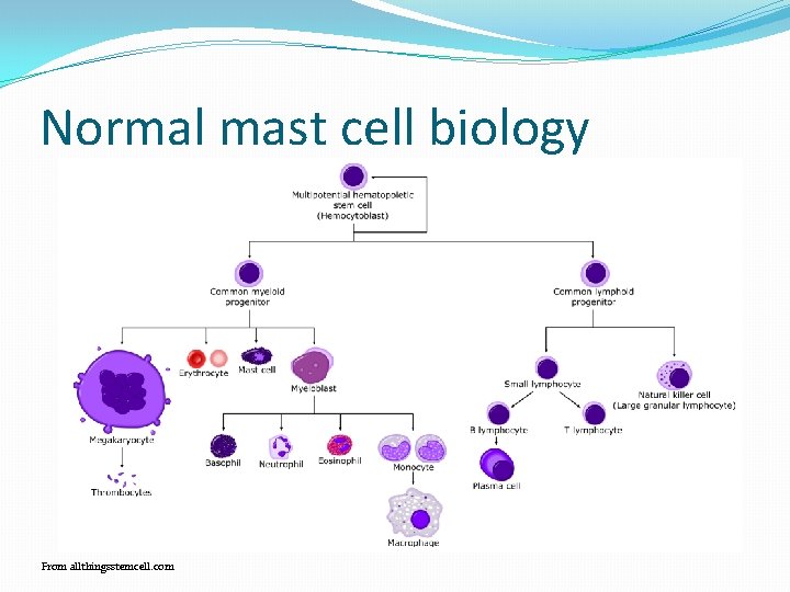 Normal mast cell biology From allthingsstemcell. com 