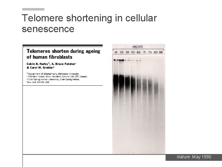 Telomere shortening in cellular senescence Nature May 1990 Telomere shortening in cellular senescence Nature May 1990