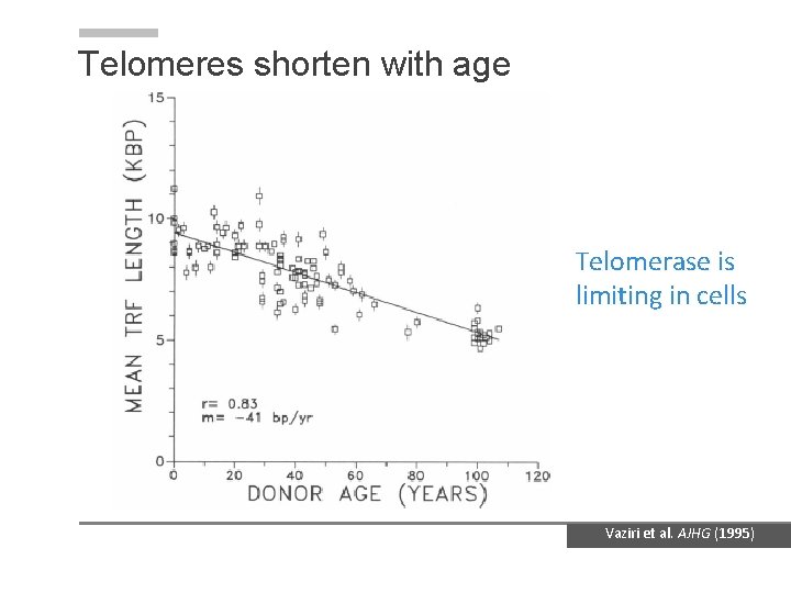 Telomeres shorten with age Telomerase is limiting in cells Vaziri et al. AJHG (1995)