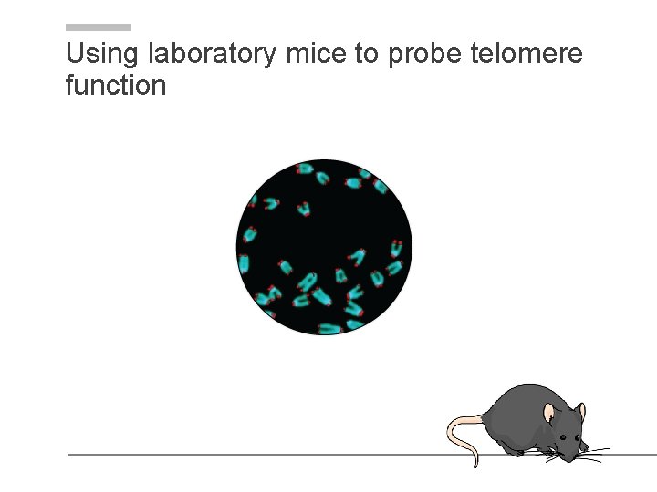 Telomerase and the consequence of telomere dysfunction AAAS