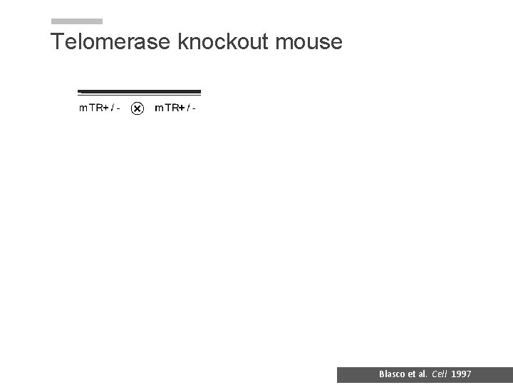 Telomerase knockout mouse Blasco et al. Cell 1997 Telomerase knockout mouse Blasco et al. Cell 1997