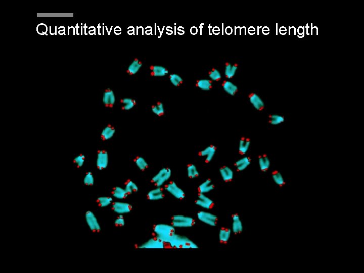 Quantitative analysis of telomere length Quantitative analysis of telomere length