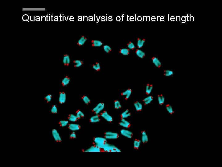 Quantitative analysis of telomere length 