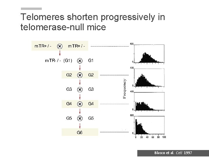 Telomeres shorten progressively in telomerase-null mice Blasco et al. Cell 1997 Telomeres shorten progressively in telomerase-null mice Blasco et al. Cell 1997
