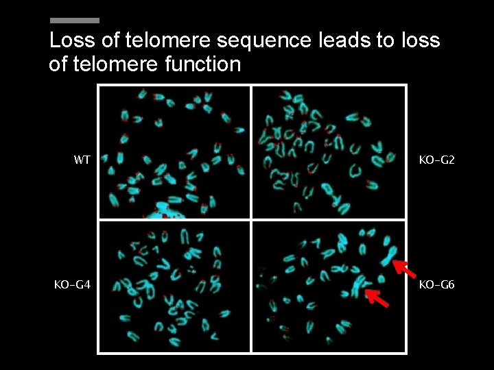 Loss of telomere sequence leads to loss of telomere function WT KO-G 2 KO-G Loss of telomere sequence leads to loss of telomere function WT KO-G 2 KO-G
