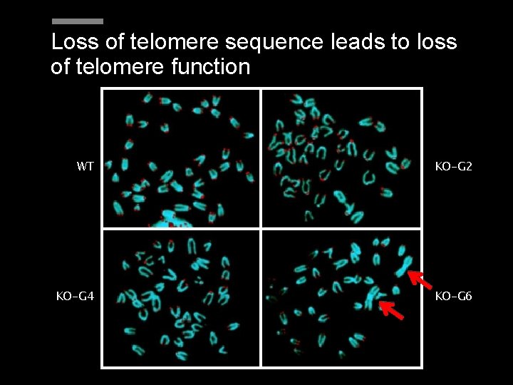 Loss of telomere sequence leads to loss of telomere function WT KO-G 2 KO-G