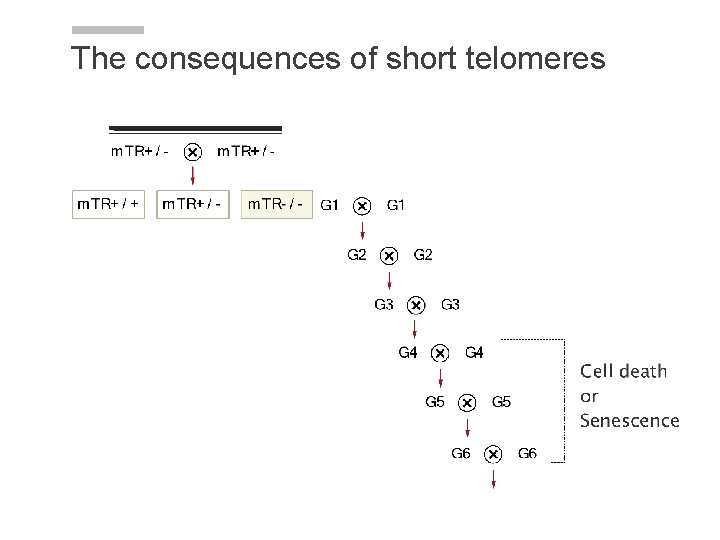 The consequences of short telomeres The consequences of short telomeres