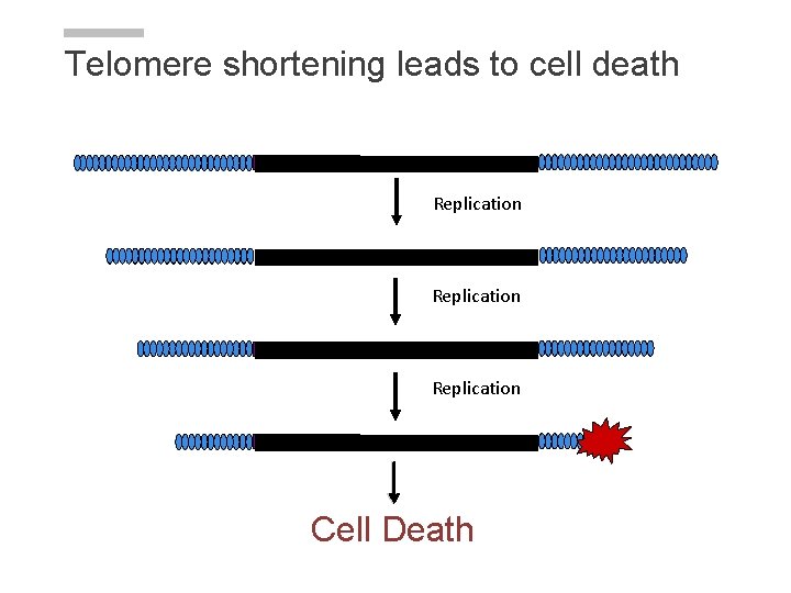 Telomere shortening leads to cell death Replication Cell Death Telomere shortening leads to cell death Replication Cell Death