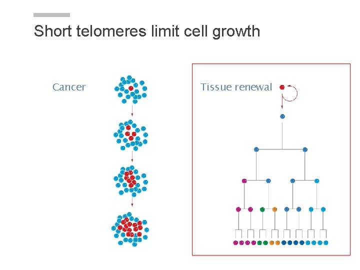 Short telomeres limit cell growth Cancer Tissue renewal 