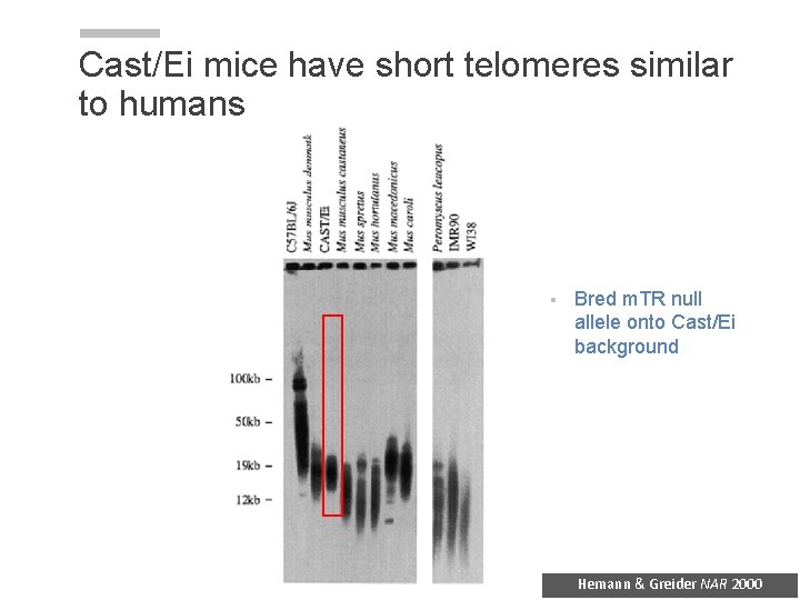 Cast/Ei mice have short telomeres similar to humans § Bred m. TR null allele Cast/Ei mice have short telomeres similar to humans § Bred m. TR null allele