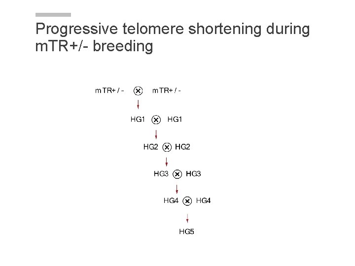Progressive telomere shortening during m. TR+/- breeding Progressive telomere shortening during m. TR+/- breeding