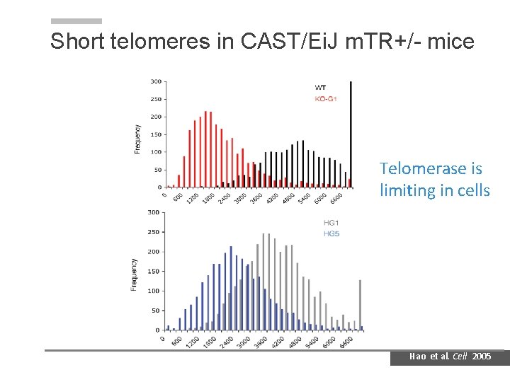 Short telomeres in CAST/Ei. J m. TR+/- mice Telomerase is limiting in cells Hao