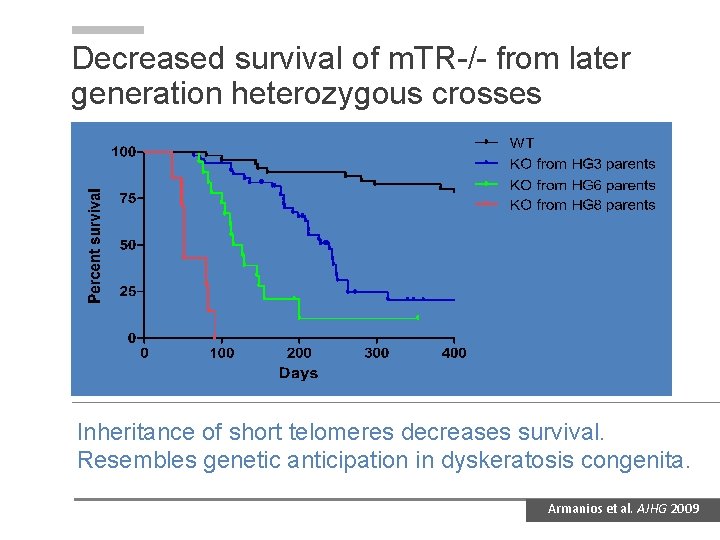 Decreased survival of m. TR-/- from later generation heterozygous crosses Inheritance of short telomeres Decreased survival of m. TR-/- from later generation heterozygous crosses Inheritance of short telomeres