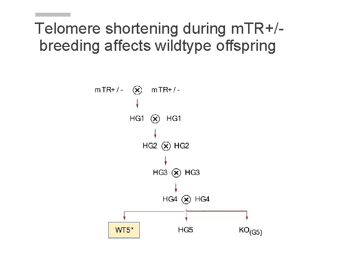Telomere shortening during m. TR+/breeding affects wildtype offspring 
