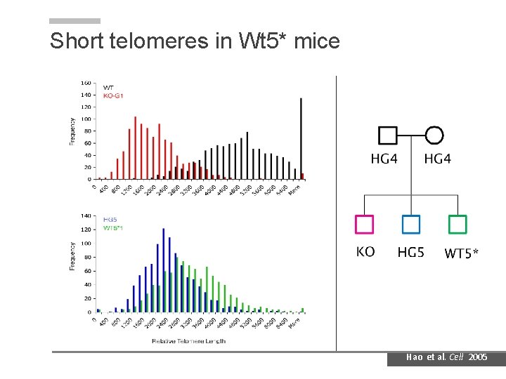 Short telomeres in Wt 5* mice Hao et al. Cell 2005 