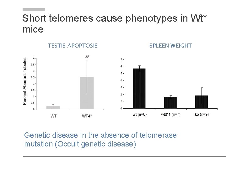 Short telomeres cause phenotypes in Wt* mice TESTIS APOPTOSIS SPLEEN WEIGHT Genetic disease in Short telomeres cause phenotypes in Wt* mice TESTIS APOPTOSIS SPLEEN WEIGHT Genetic disease in