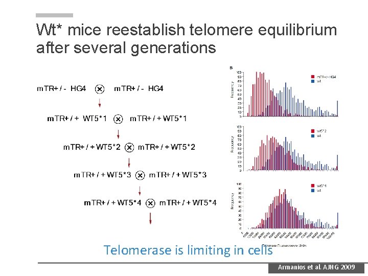Wt* mice reestablish telomere equilibrium after several generations Telomerase is limiting in cells Armanios Wt* mice reestablish telomere equilibrium after several generations Telomerase is limiting in cells Armanios