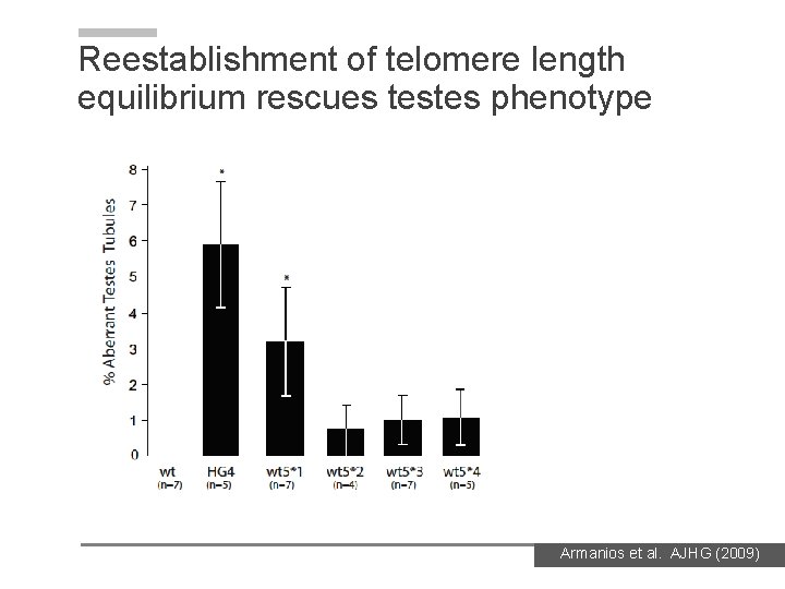 Reestablishment of telomere length equilibrium rescues testes phenotype Armanios et al. AJHG (2009) Reestablishment of telomere length equilibrium rescues testes phenotype Armanios et al. AJHG (2009)