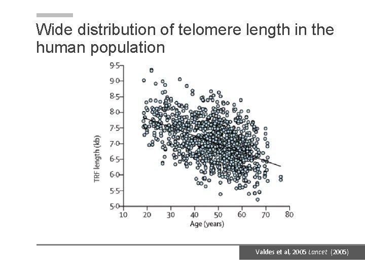 Wide distribution of telomere length in the human population Valdes et al, 2005 Lancet Wide distribution of telomere length in the human population Valdes et al, 2005 Lancet
