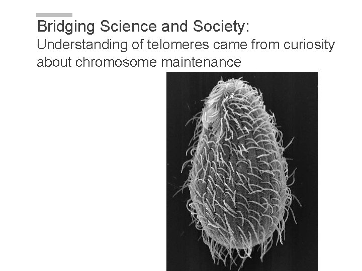 Bridging Science and Society: Understanding of telomeres came from curiosity about chromosome maintenance Bridging Science and Society: Understanding of telomeres came from curiosity about chromosome maintenance