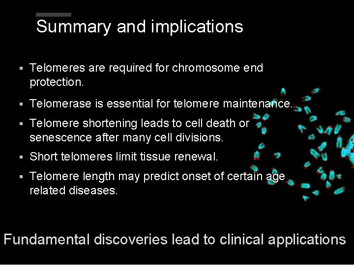 Summary and implications § Telomeres are required for chromosome end protection. § Telomerase is