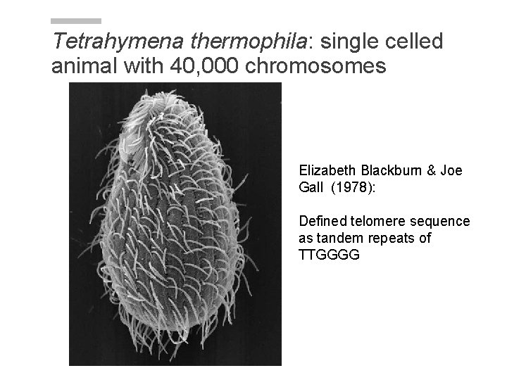 Tetrahymena thermophila: single celled animal with 40, 000 chromosomes Elizabeth Blackburn & Joe Gall Tetrahymena thermophila: single celled animal with 40, 000 chromosomes Elizabeth Blackburn & Joe Gall
