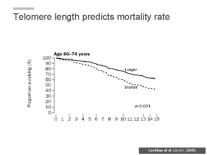Telomere length predicts mortality rate Cawthon et al. Lancet (2005) Telomere length predicts mortality rate Cawthon et al. Lancet (2005)