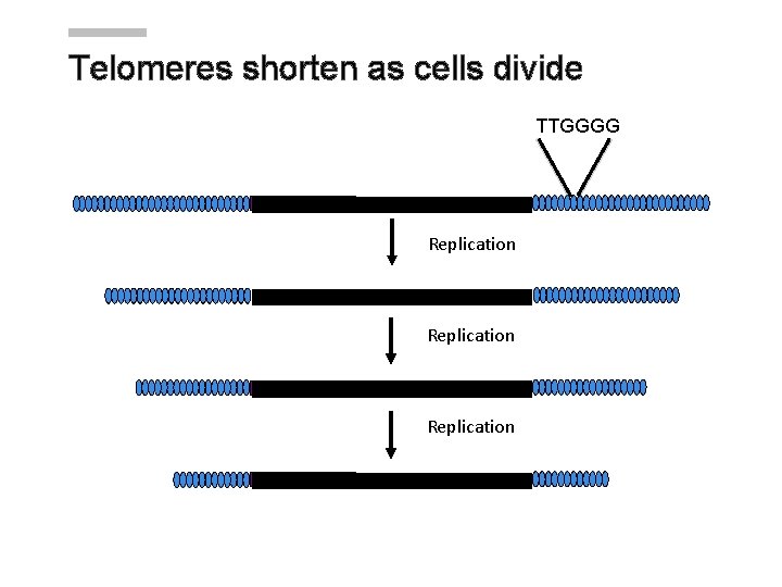 Telomeres shorten as cells divide TTGGGG Replication Telomeres shorten as cells divide TTGGGG Replication