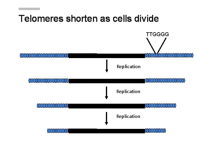 Telomeres shorten as cells divide TTGGGG Replication 