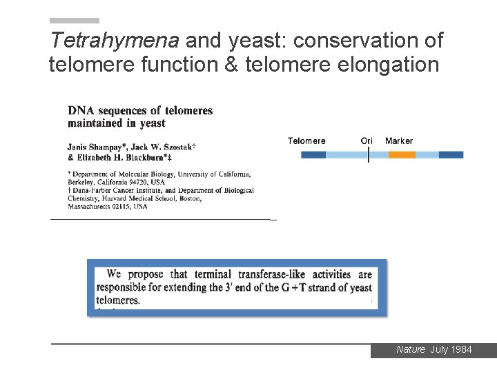 Tetrahymena and yeast: conservation of telomere function & telomere elongation Nature July 1984 