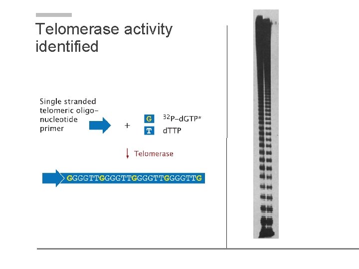 Telomerase activity identified Telomerase activity identified