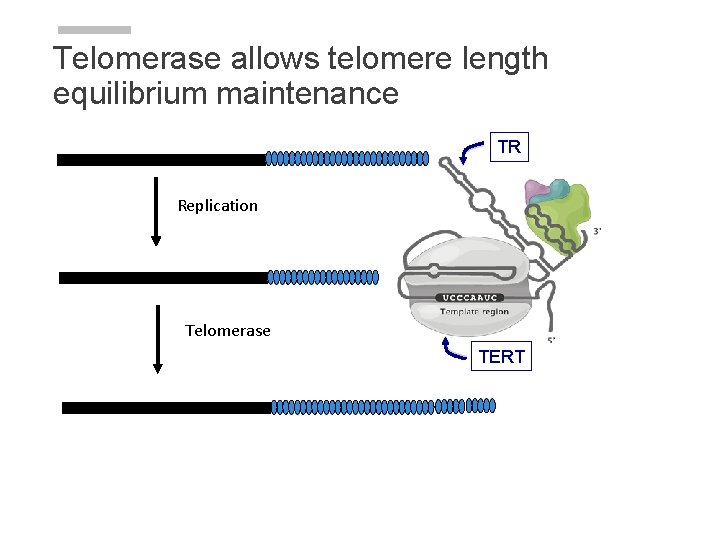 Telomerase allows telomere length equilibrium maintenance TR Replication Telomerase TERT Telomerase allows telomere length equilibrium maintenance TR Replication Telomerase TERT